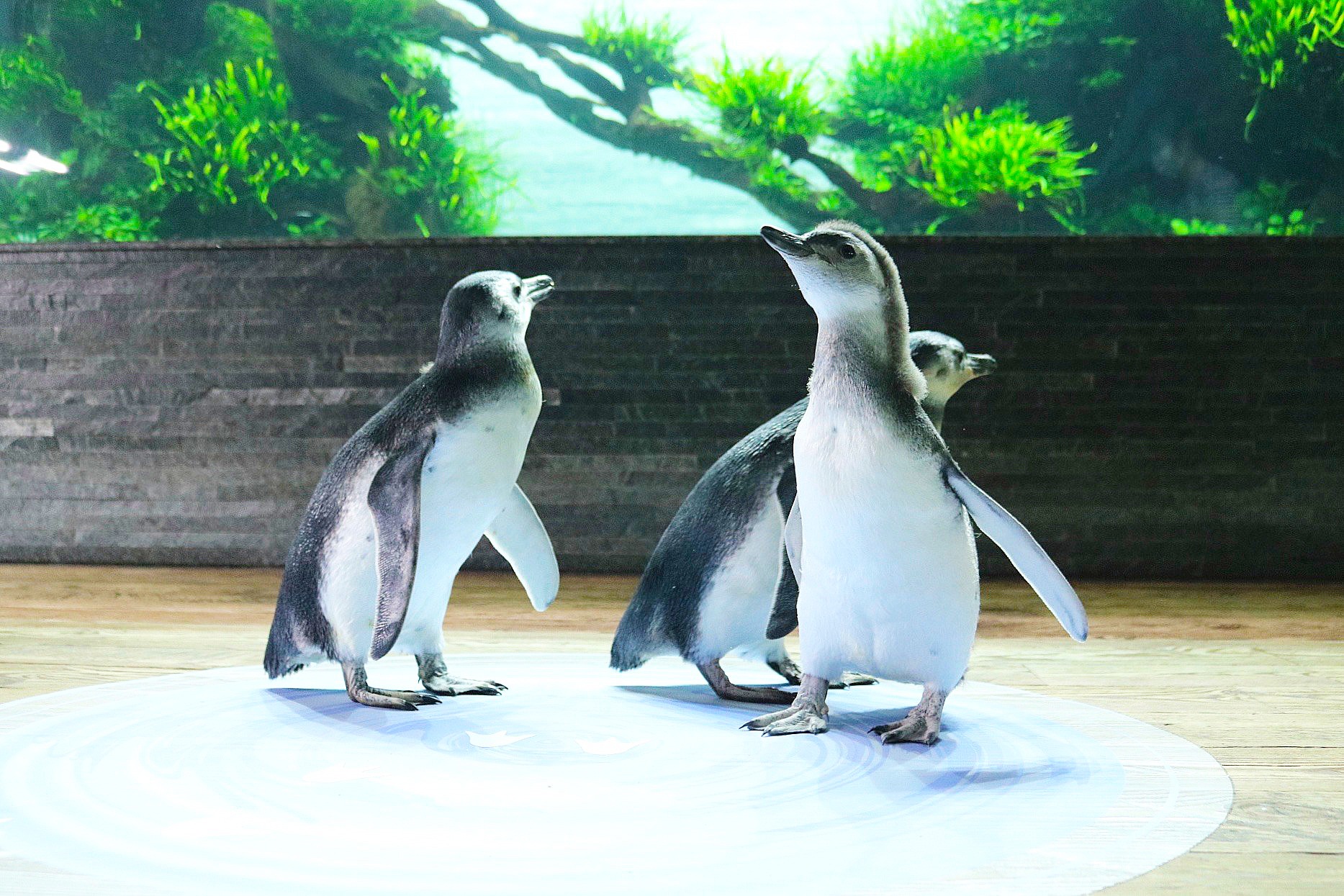 すみだ水族館 スリーペンギンズディスタンス ｜ 株式会社ツクリ - TSUKURI inc.